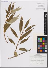 Foto von Salix fragilis L.